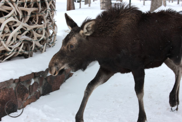 Jackson Wyoming, Moose, Wildlife photography, Baby moose under antler arch