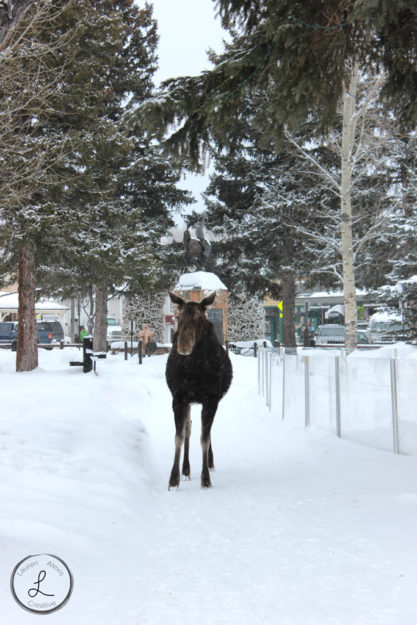 Jackson Wyoming, Moose, Wildlife photography, Moose under antler arch