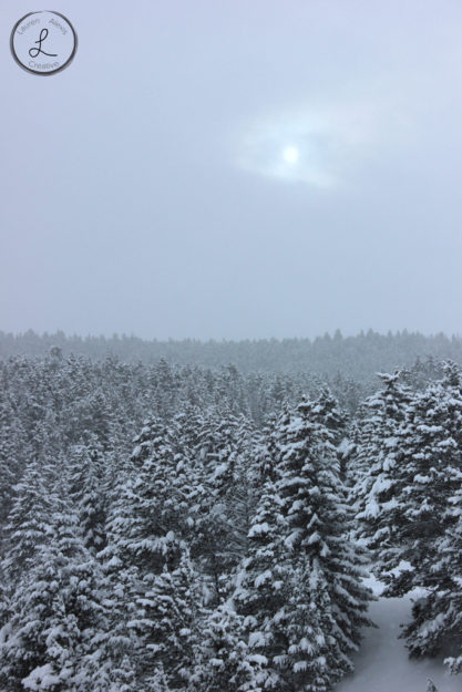 Winter Landscape, Winter Forrest, Winter Sun Landscape 