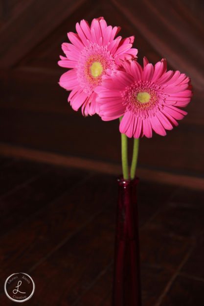 fresh pink gerber daisies, pink flowers, balancing light on objects, 