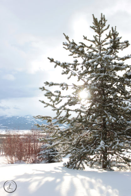 Stock Photography, Winter Landscape, Sunrise in winter, Sunrise through the trees, 