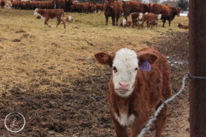 wildlife photography, calf, farm animals, baby cow,