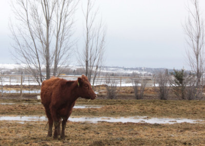 Farm Photography