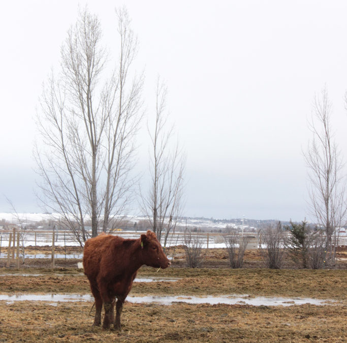 Farm Photography