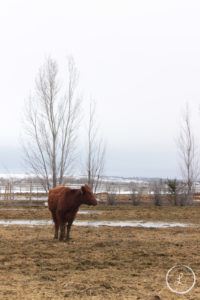 Wildlife photography, Cow, Cow photography, farm animals, farm