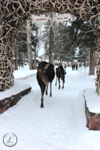Jackson Wyoming, Moose, Wildlife photography, Moose under antler arch