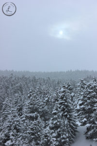 Winter Landscape, Winter Forrest, Winter Sun Landscape