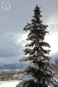 Winter Landscape, Nature, Sunrise Tree, Winter Sunrise