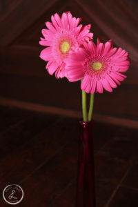 fresh pink gerber daisies, pink flowers, balancing light on objects,